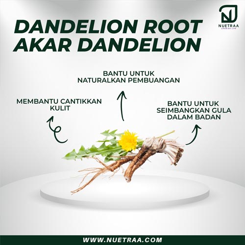 Nuetraa Fiber D+ - Akar Dandelion